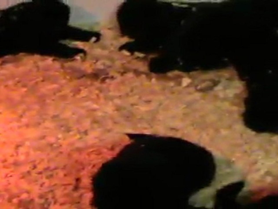 Bébés à 6 semaines