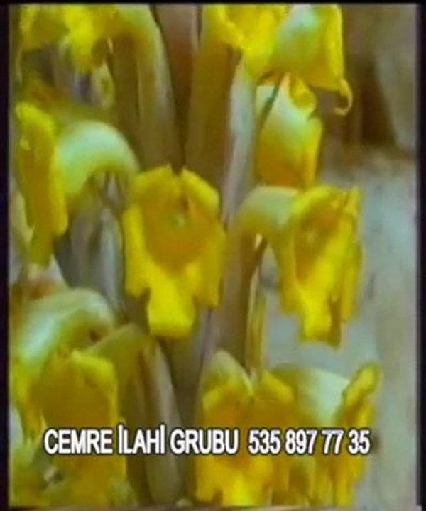Cemre ilahi grubu