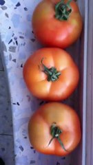 the fruit of passion