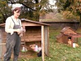 How To Keep Bantam Chickens