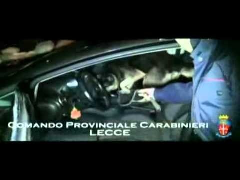 Lecce - Operazione Animal House, arrestati tredici trafficanti