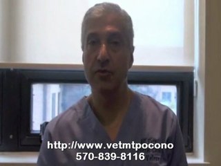 Vaccination for Feline Leukemia Virus in Mt. Pocono