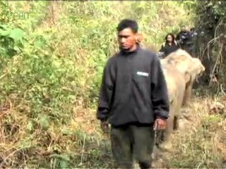 Orphaned Elephants in India