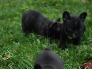 Bébés de Morgan à 5 semaines et demi