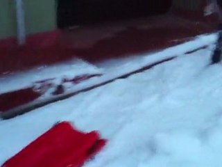 Kızak Çeken Köpek Kurzhaar