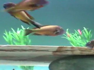 ilangi yellow SAFKAN