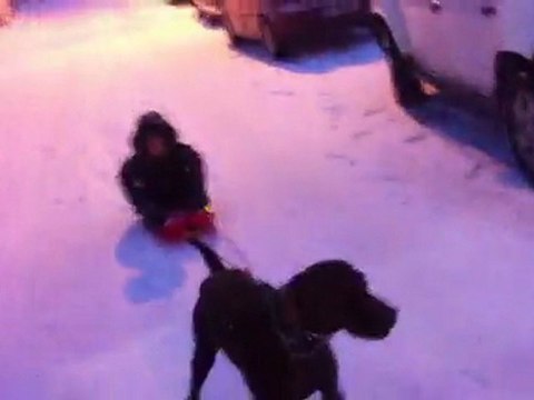 Eskişehir deutsch Kurzhaar Asi SEN NE İSTERSEN ONU YAPAR