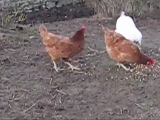 Une de mes poules fait du Moon Walk !!