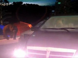 US campground bear attack kills one, injures two