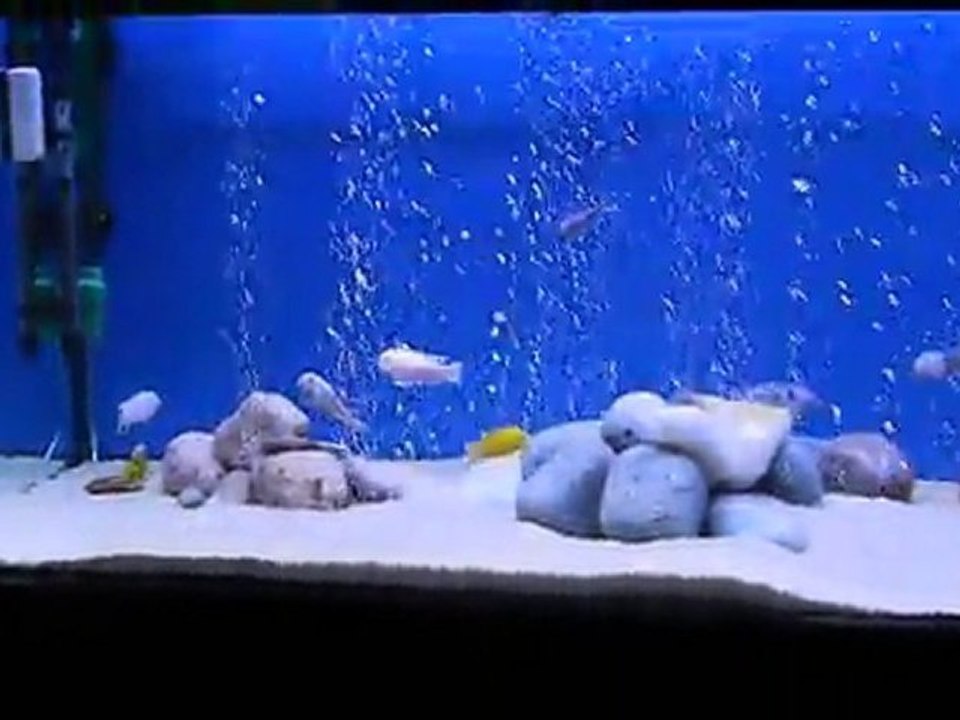 Karışık child tankım