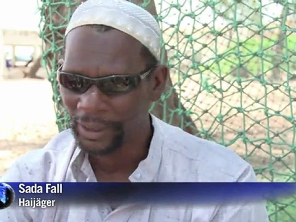 Hai-Angst: Senegal fürchtet um Meeresräuber