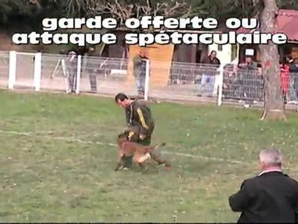 Le chien de travail