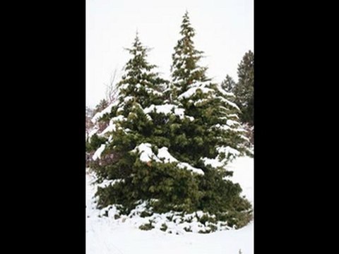 ZEYKER YAYLASI KARTPOSTAL FOTOĞRAFLARI(Hayal FotOrg)