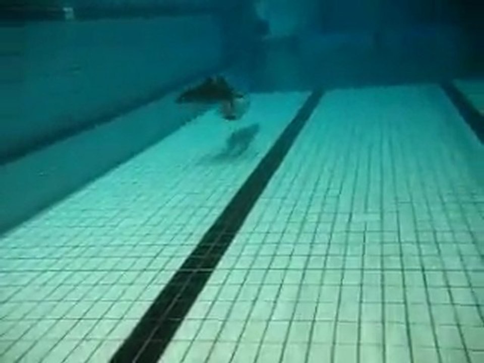 apena con monoaleta 2