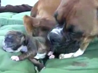 Dog Has Amazing Birth While Standing
