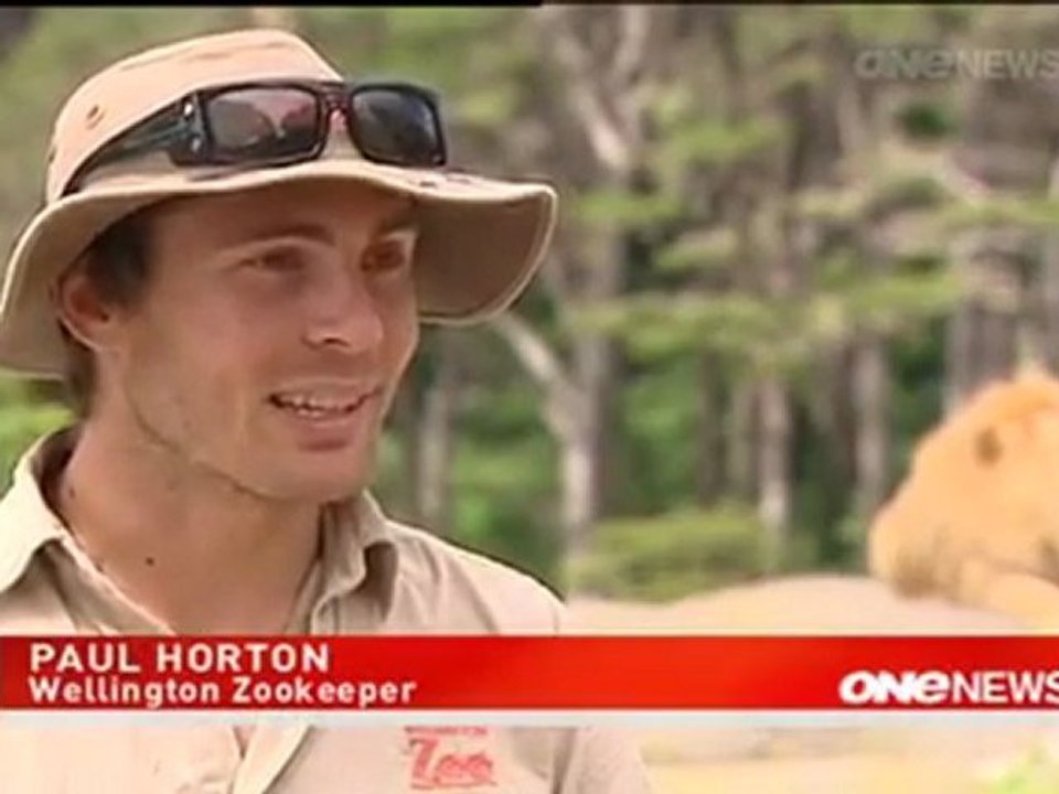 One News Toddler Unfazed By Lion Encounter