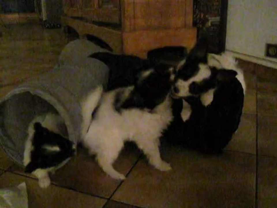Les bibis dans le tunnel n° 2 janvier 2012