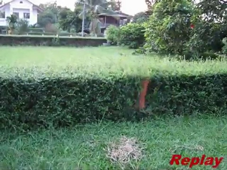 Un chien tente de sauter une haie