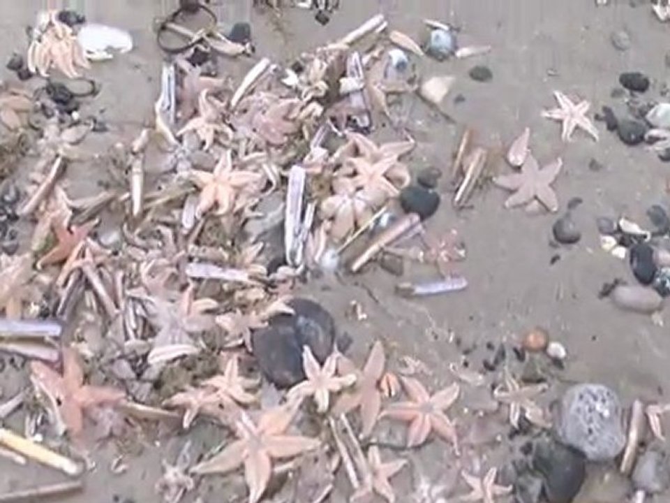 Balade hivernale en Baie de Somme