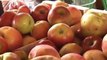 crepes with caramelized apples | euromaxx à la carte