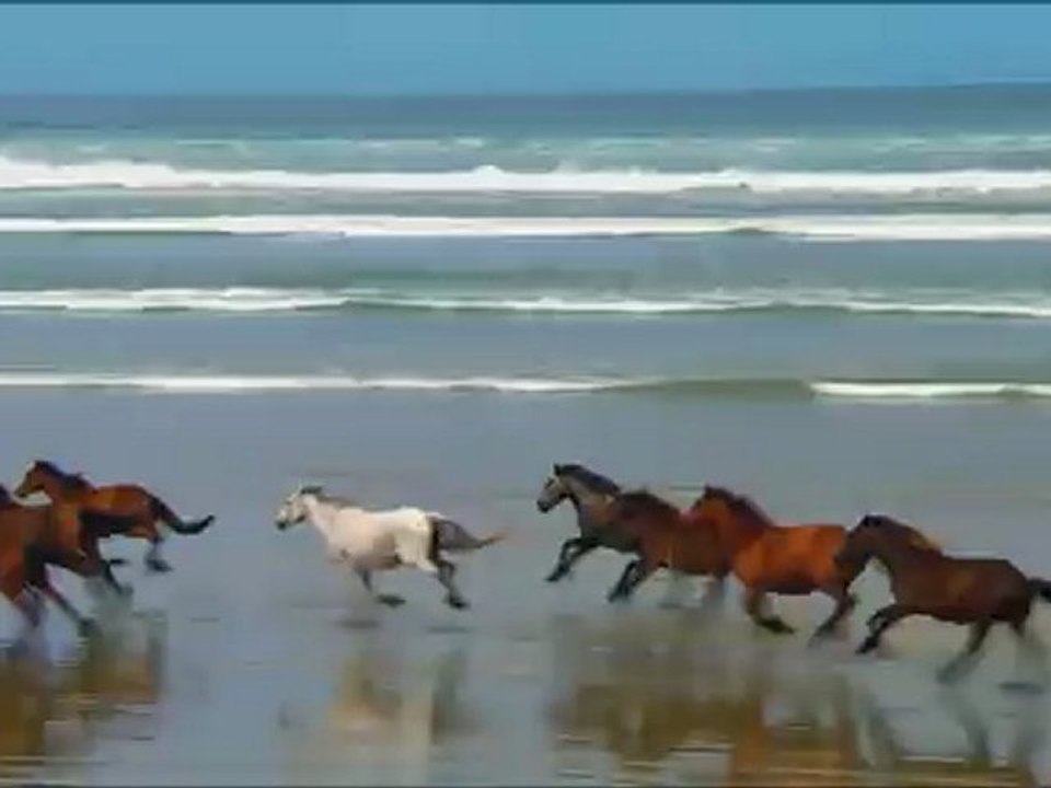 Chevaux qui courent/ running horses