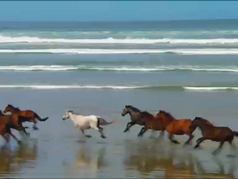 Chevaux qui courent/ running horses
