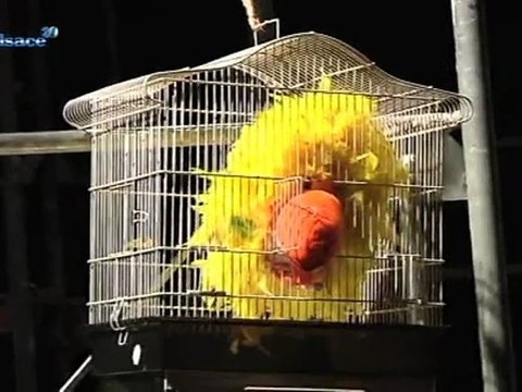 Prêts pour la Revue Scoute 2012? (Alsace)