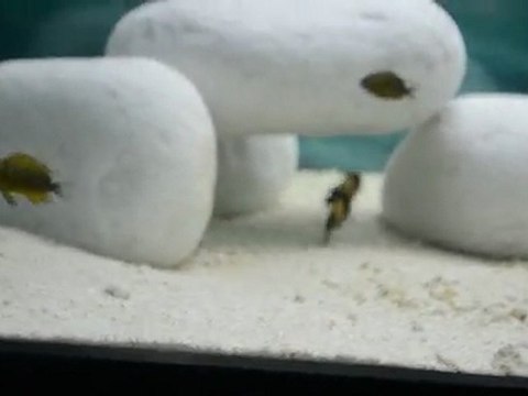 BEMBA GOLD O.B ERKEKLERİN KAVGALARI BAŞLADI