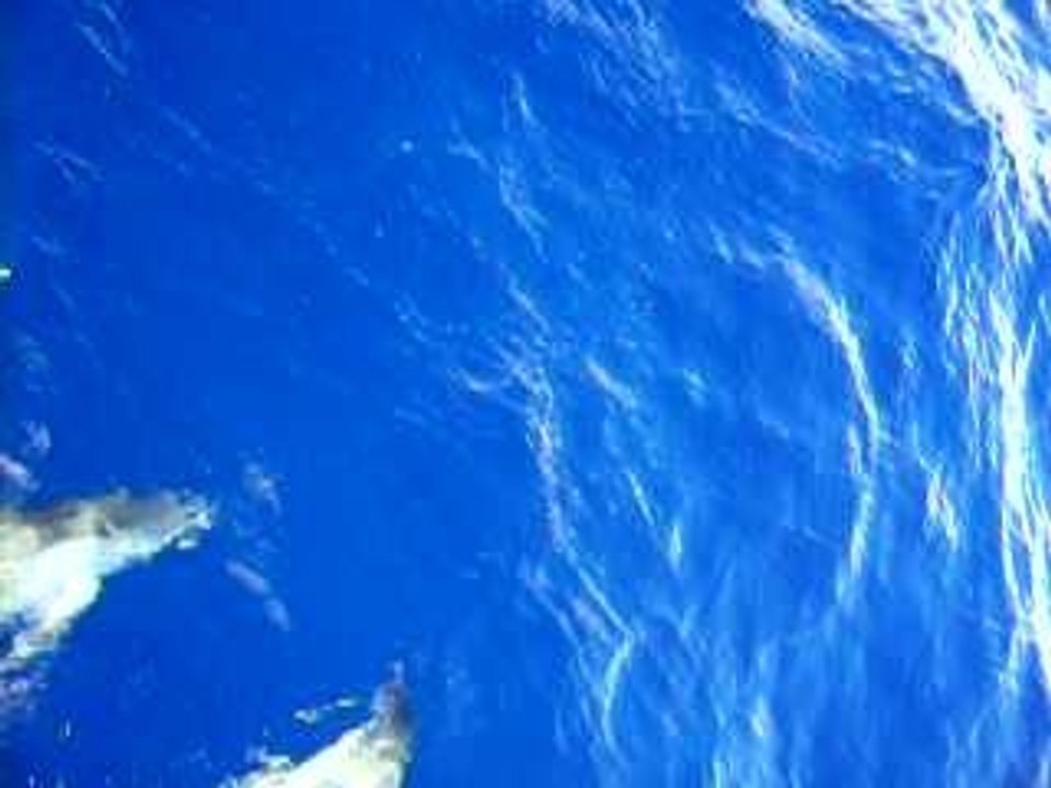 Delfini e minchionauti