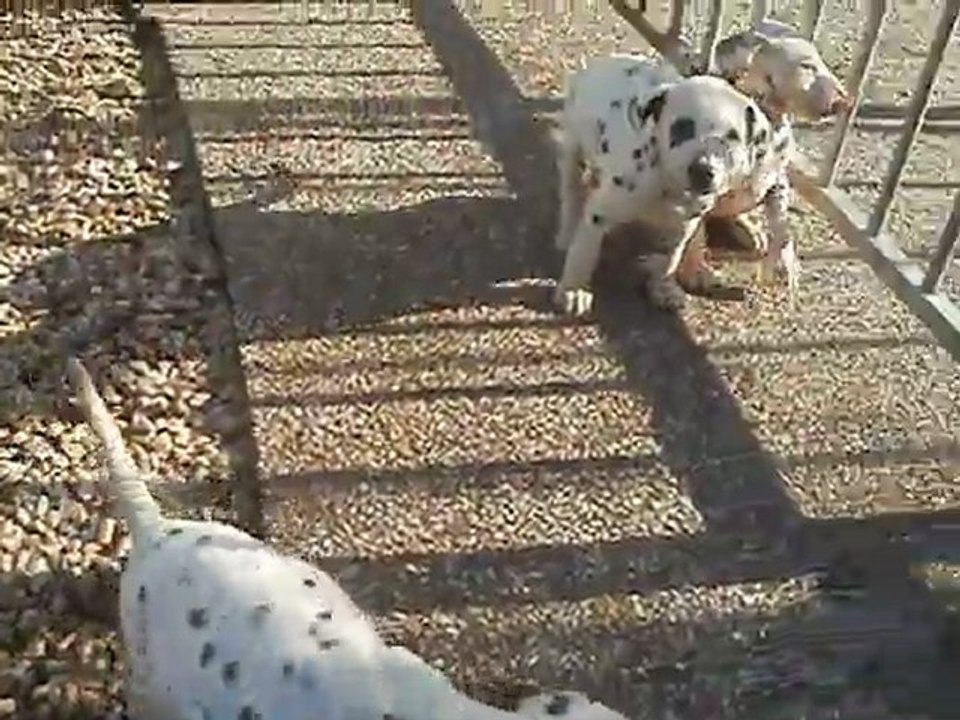 Chiots dalmatiens de l'eden for ever