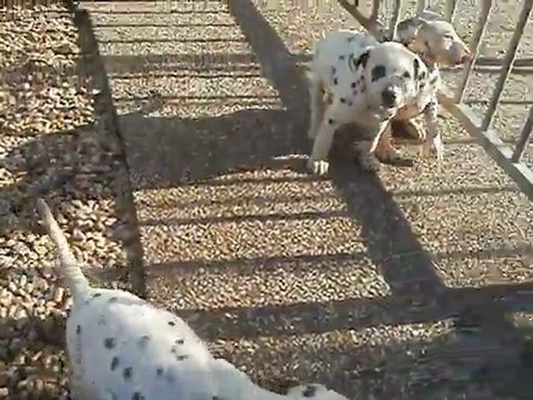 Chiots dalmatiens de l'eden for ever