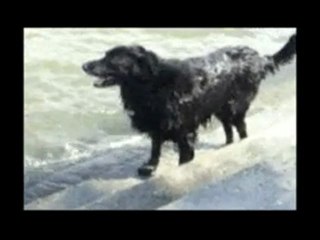 Senior Dog with Hip Dysplasia and Mobility Issues.