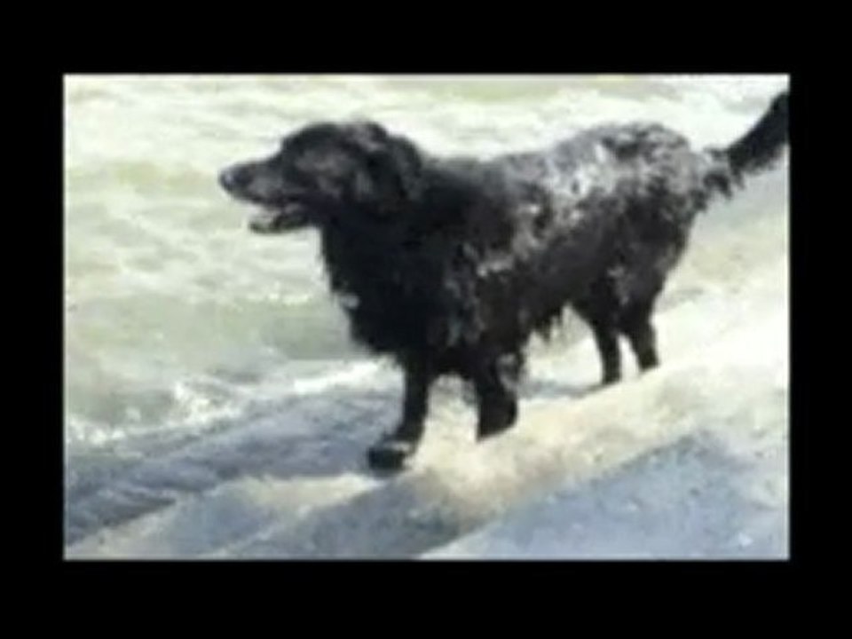 Senior Dog with Hip Dysplasia and Mobility Issues.