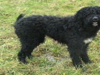 Barbets and water en prairie, near the Saône river, Burgundy France