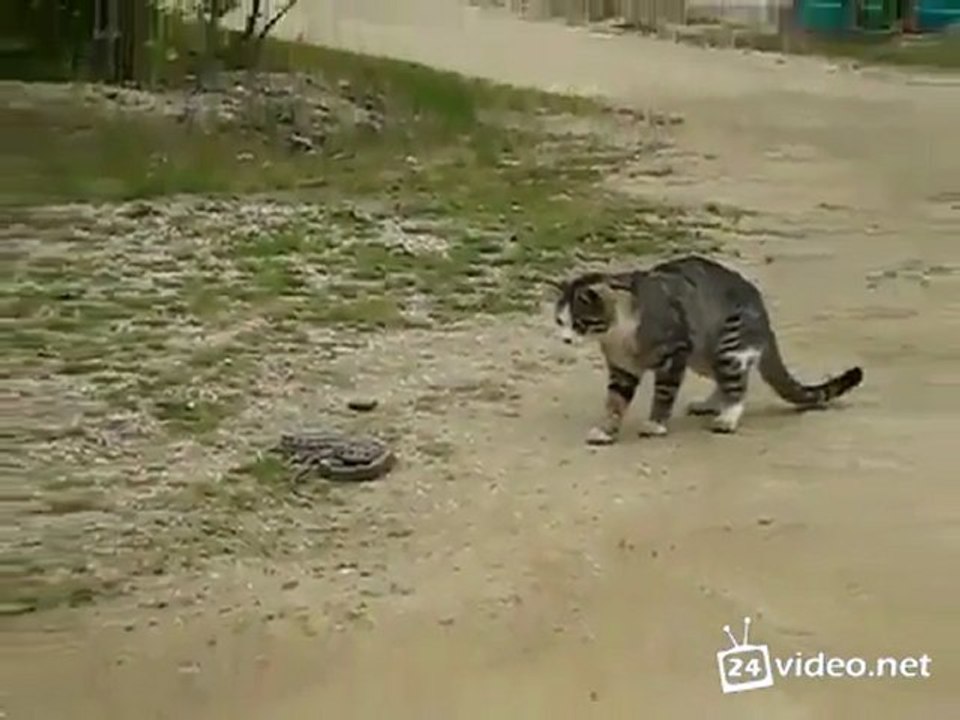 կատուն ընդդեմ օձի