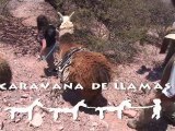 Llama Treks, Caravana de Llamas, Tilcara, Jujuy, Argentina