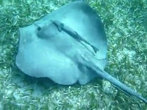 Stingray, Remora, Sharksucker. Скат, прилипалы (polozov 1453)