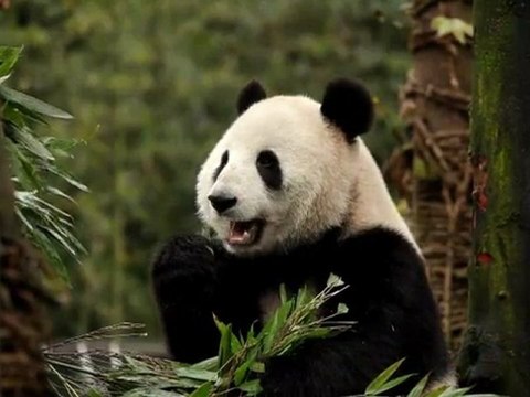 Six jeunes pandas élevés en captivité relâchés en Chine