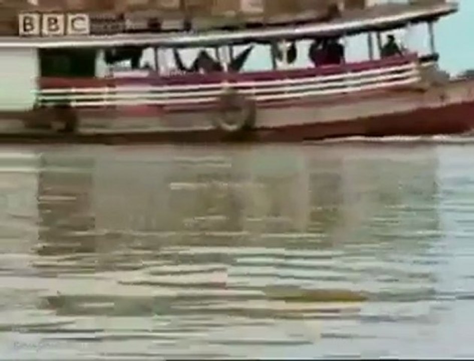 Karıncaların nehir geçişi