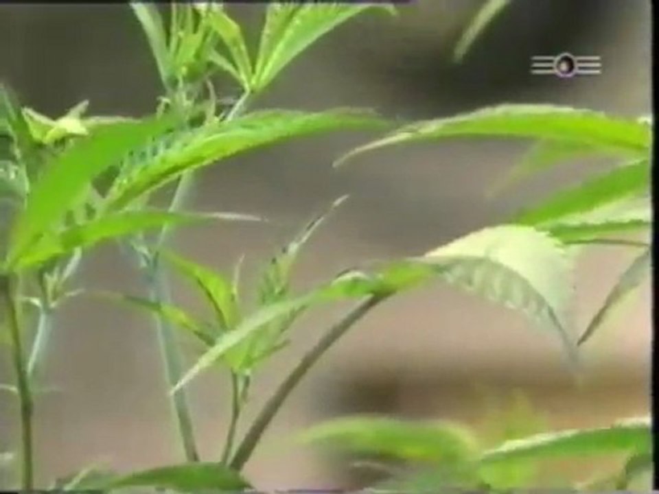 Hanf - Das Milliarden Dollar Kraut part 1v5 - (480 x 360)
