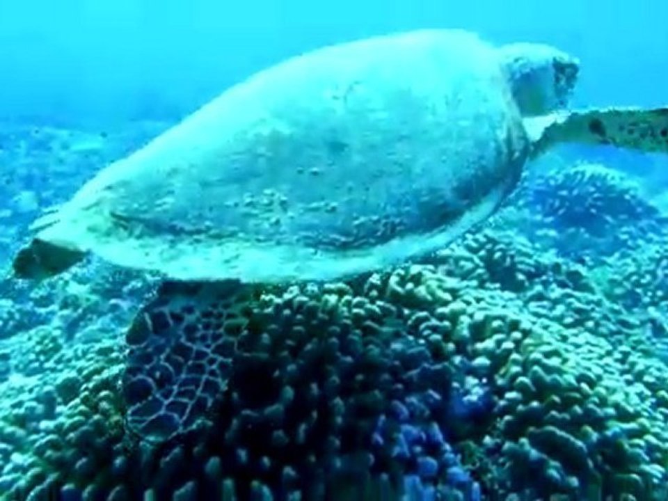 tortue star_2Mb