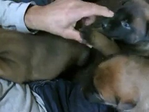 L'élevage de bergers allemands et bergers belges malinois chez DogAttitude06