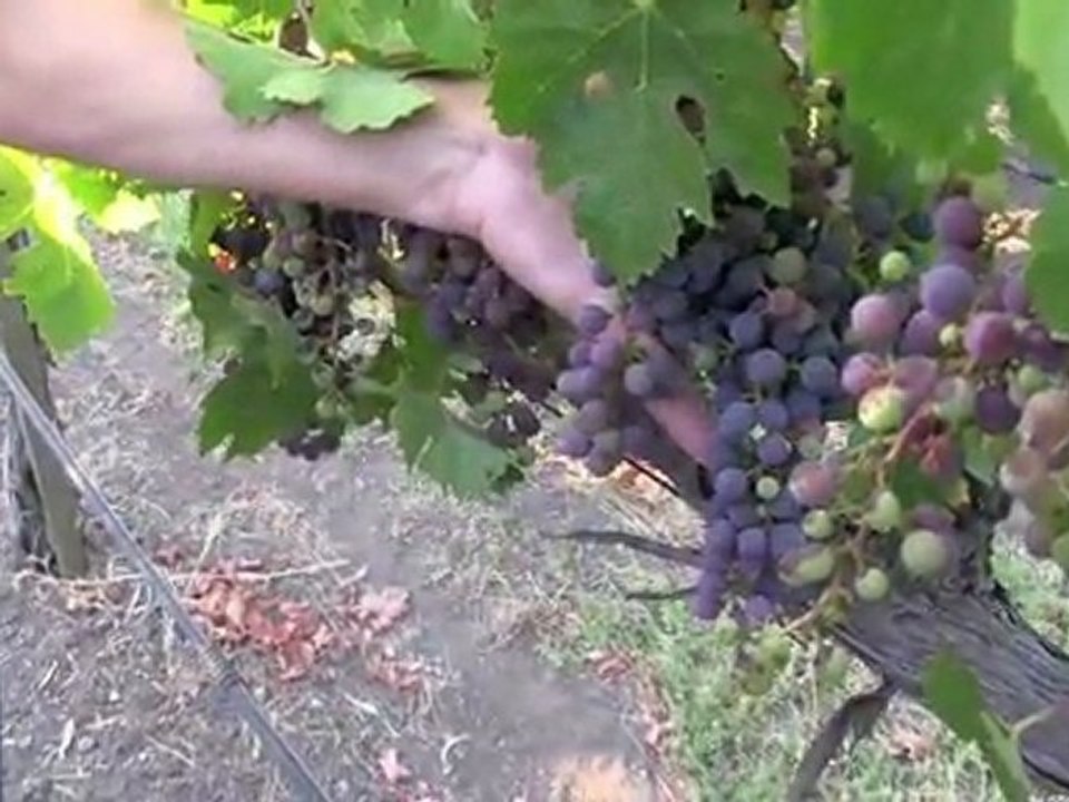 Shop for wine in Napa's Wine Country, Tasting Room, Rocca