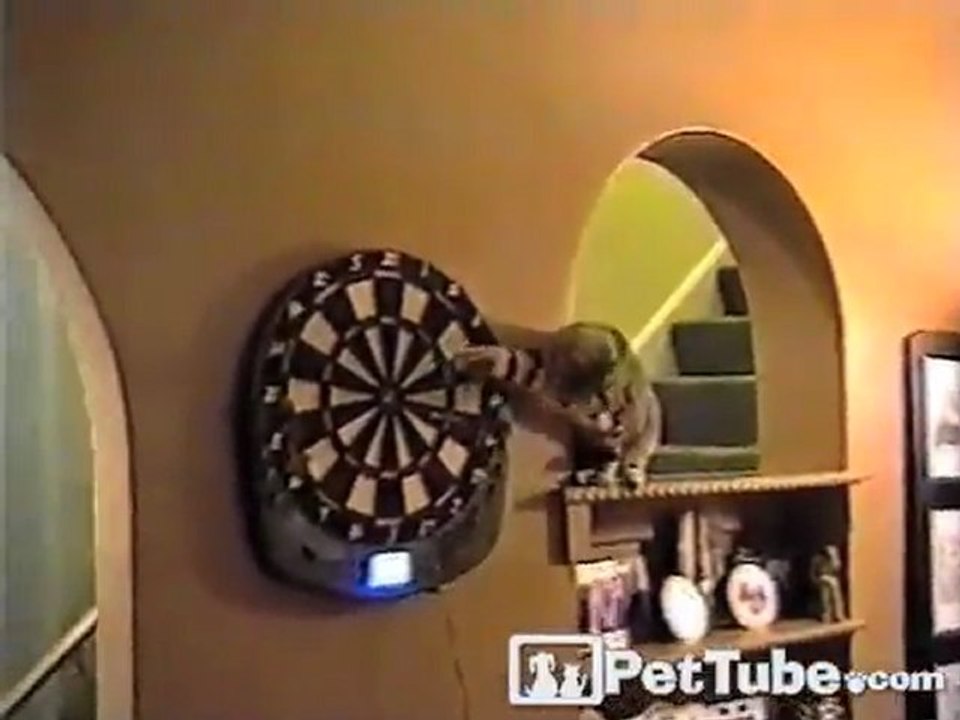Kitty Darts Around