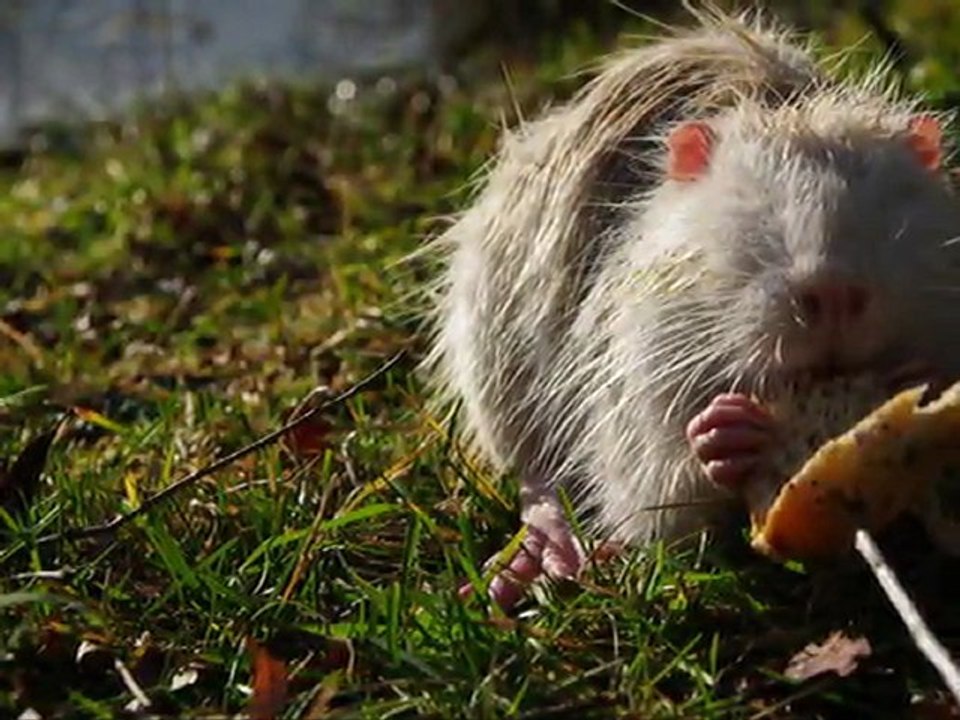 Petits Ragondins Albinos