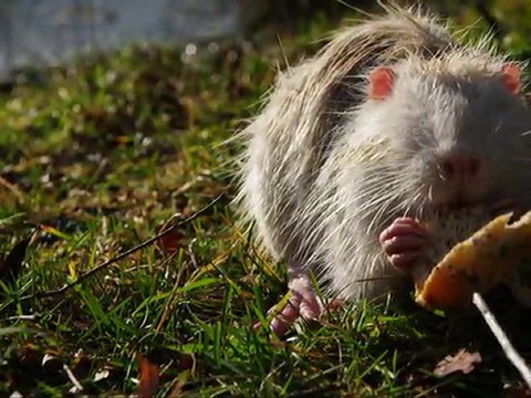 Petits Ragondins Albinos