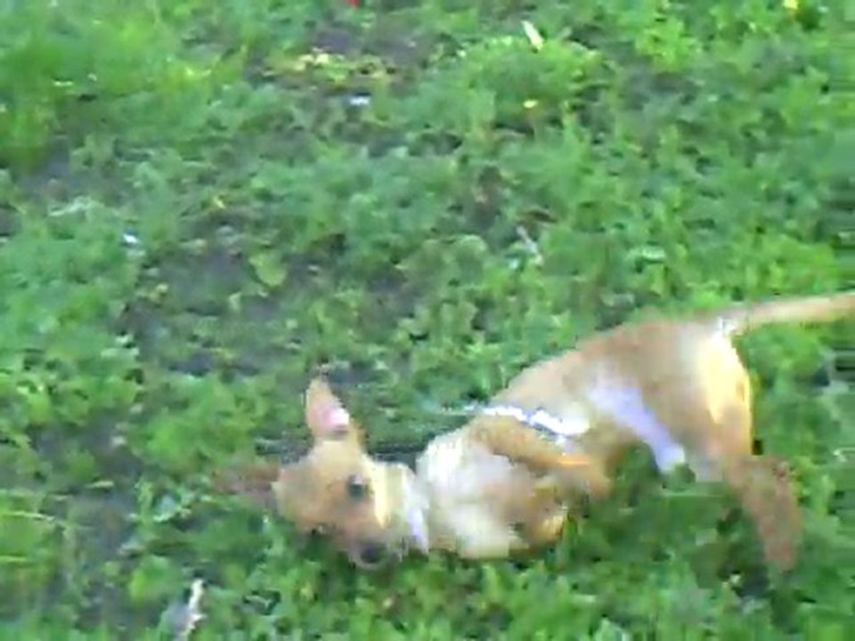 crazydog