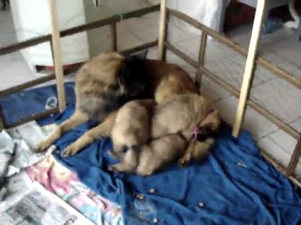 Dyxie et ses bébés 2012