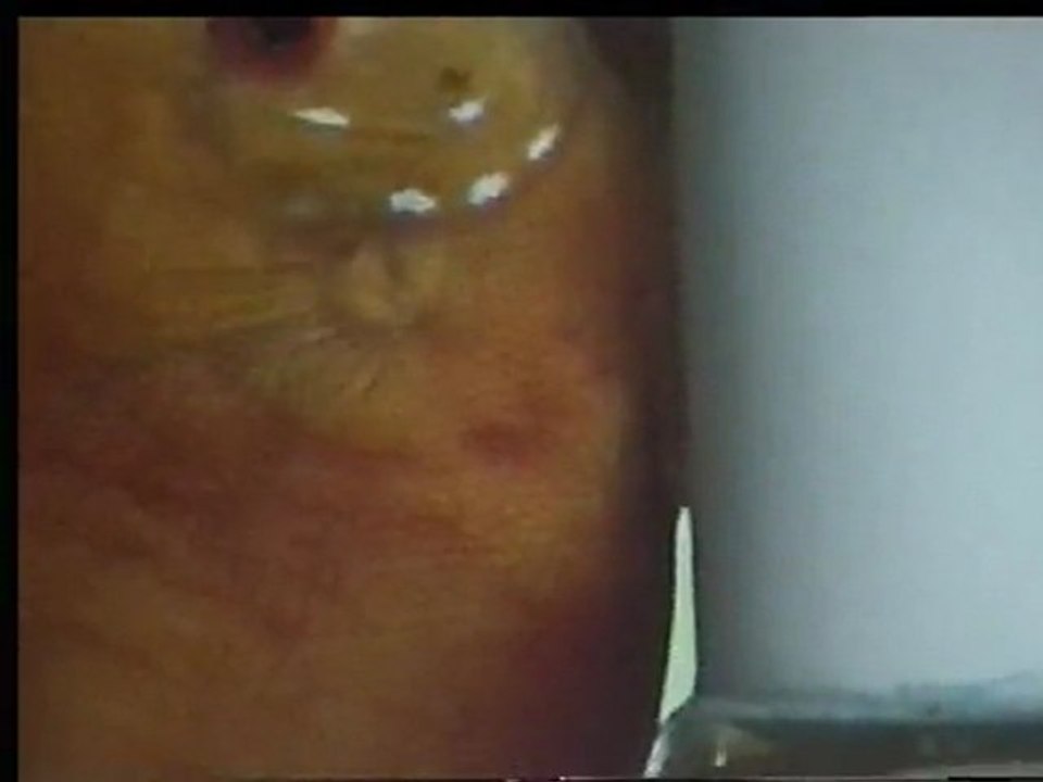 red whıte-red melon /ONUR ABACIK