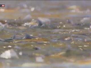 GIGANTES DEL MAR - Episodio 3